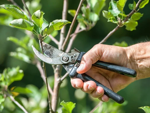 Everything You Need to Know About Pruning