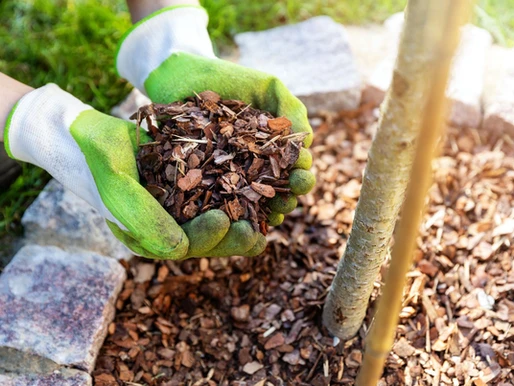 Using Fertilizer and Mulch in Your Garden