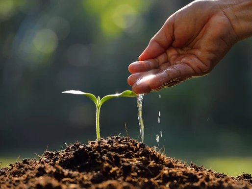 Proper Plant Irrigation